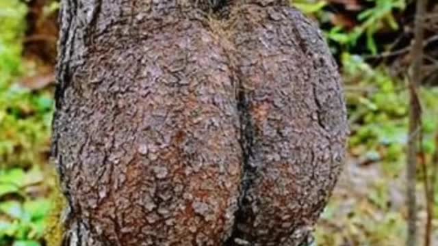 Very funny video