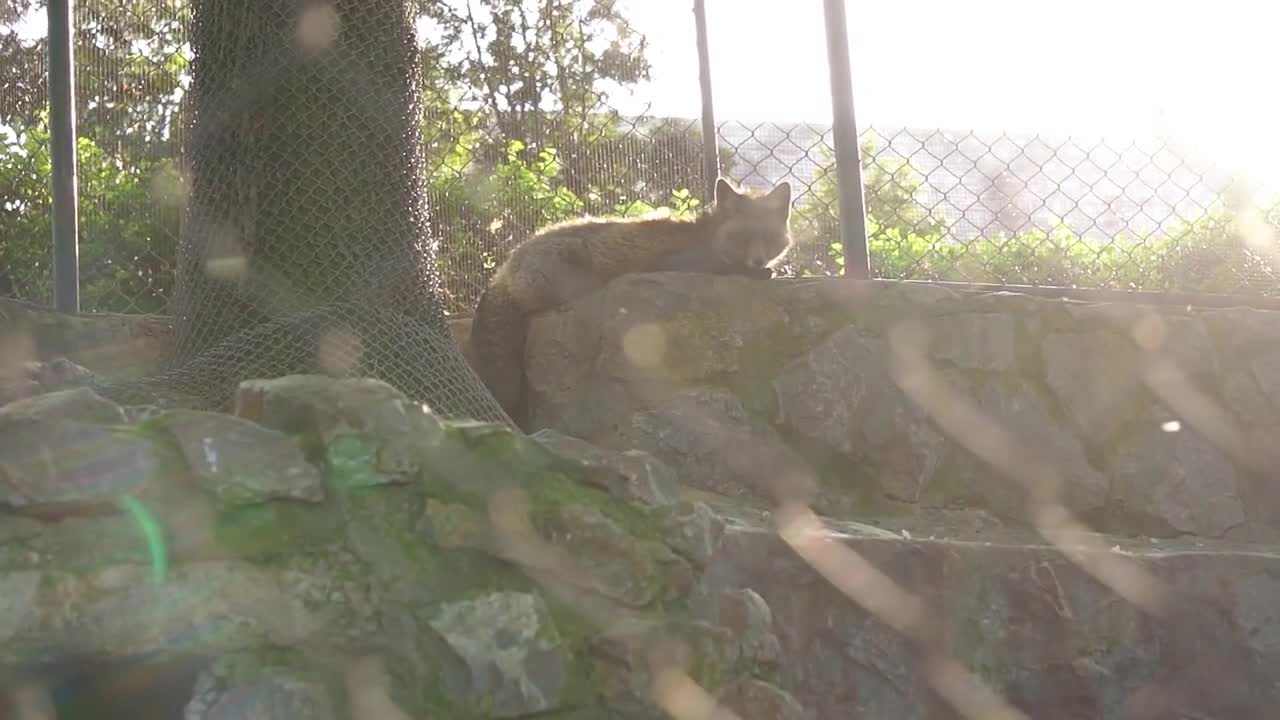 red fox hiding in the zoo