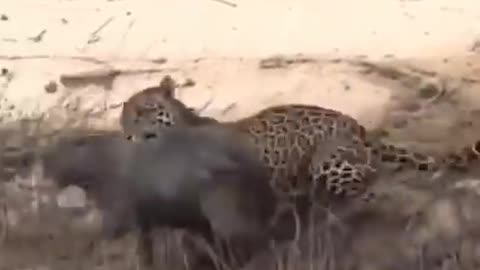 Jaguar attacks capybara