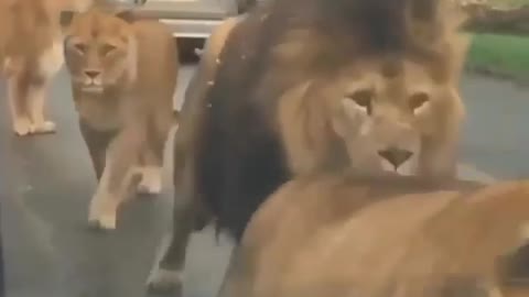How would you caption this