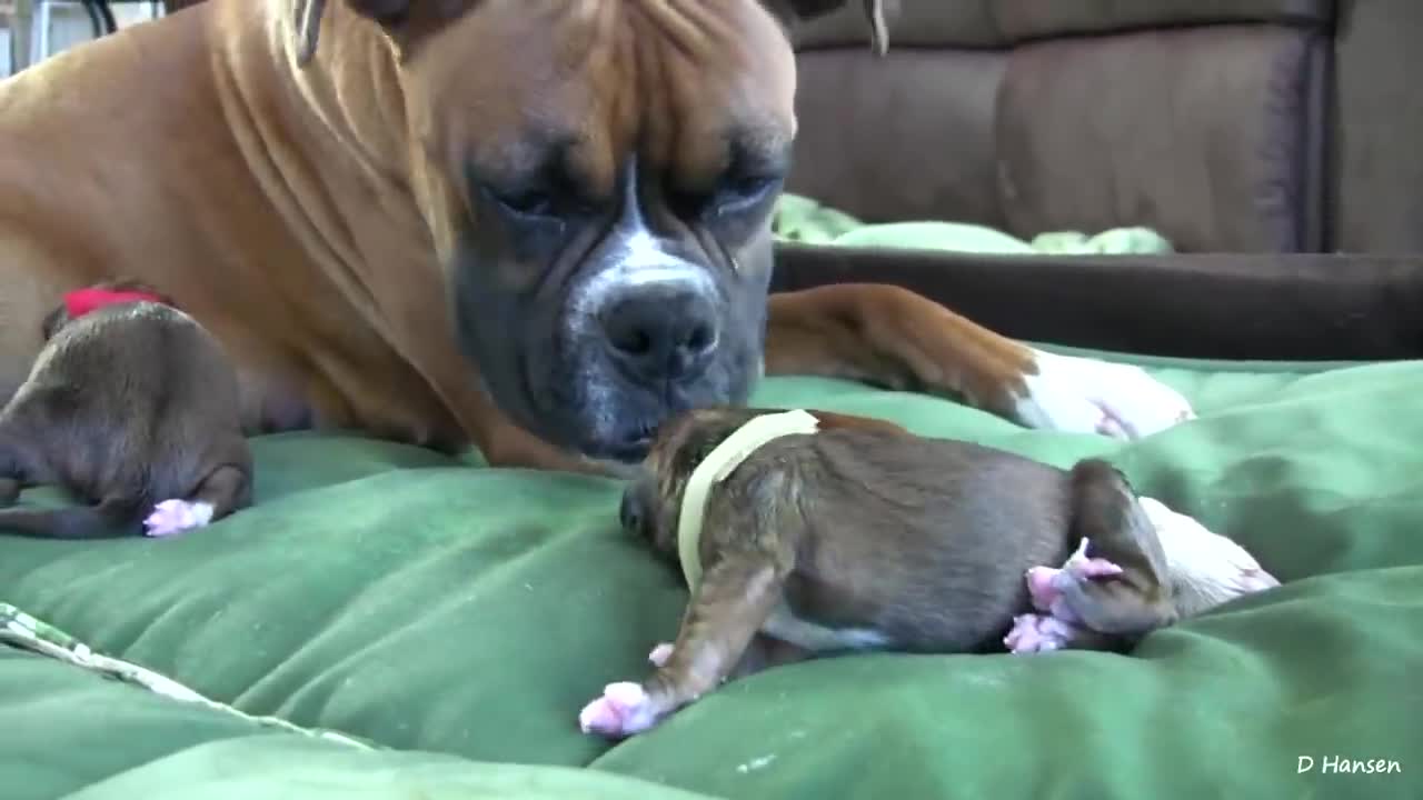 Dog Has Amazing Birth While Standing!!♥️🤩😍