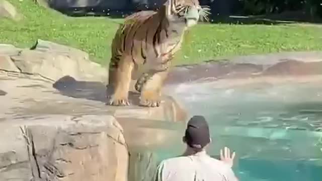 tiger grabbing ball