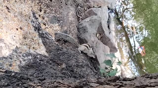 Cute Pet Chipmunk Eating Food Video