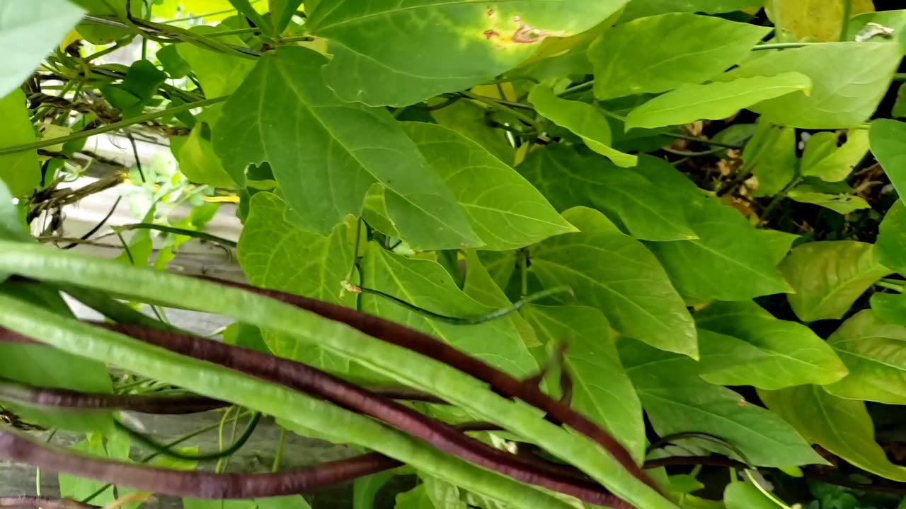 Some easy growing summer vegetable garden in 2024