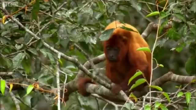 Red Howler Monkeys | Expedition Guyana | BBC Earth