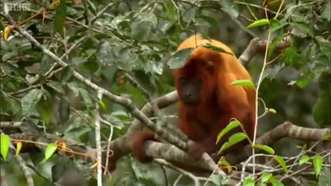 Red Howler Monkeys | Expedition Guyana | BBC Earth