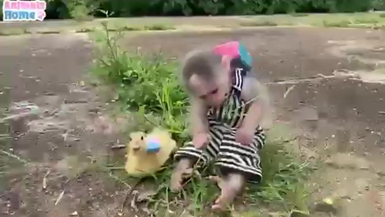 Little Monkey Having Fun With Other Animals #shorts #viral #shortsvideo #video