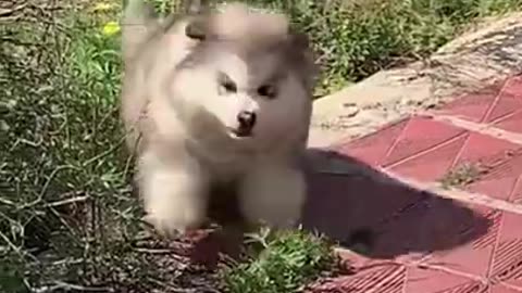 Relentless Journey of Falling Clumsy Malamute Puppies #shorts #shortvideo #video #virals #videoviral