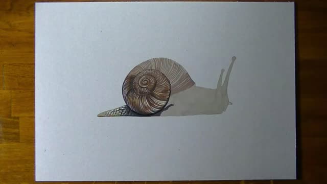 Outline The Thread Color On The Snail Shell