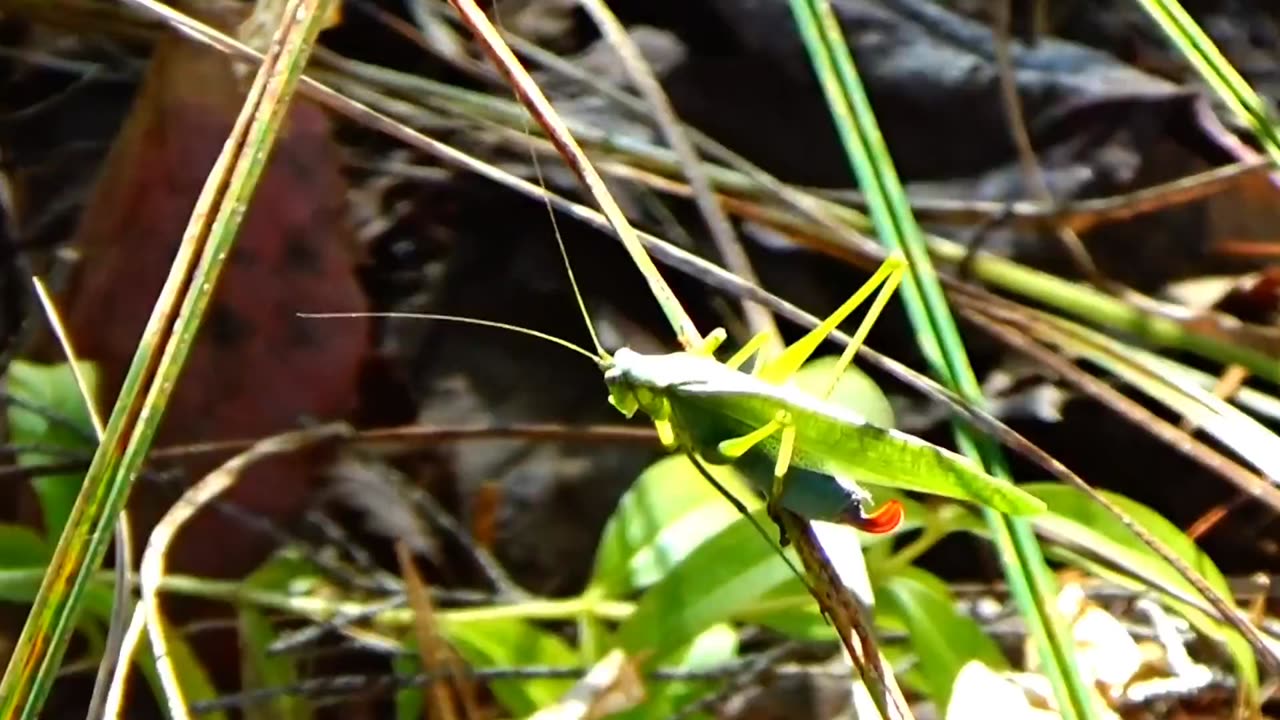 Bush Cricket