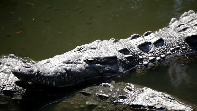 Crocodile resting in the swamp