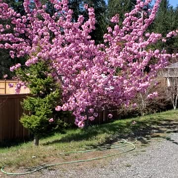 Flowering cherry