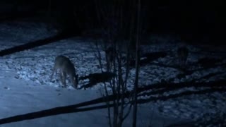 The deer come out at night