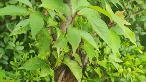 dead tree sprouts