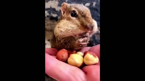 Manual squirrel