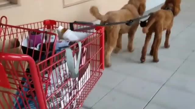 Two dogs pulling grocery cart