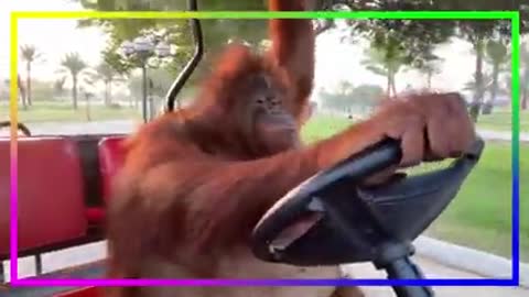 orangutun monkey