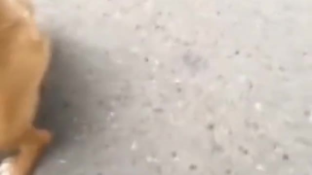 In order to protect his friends, the dog bravely stood up