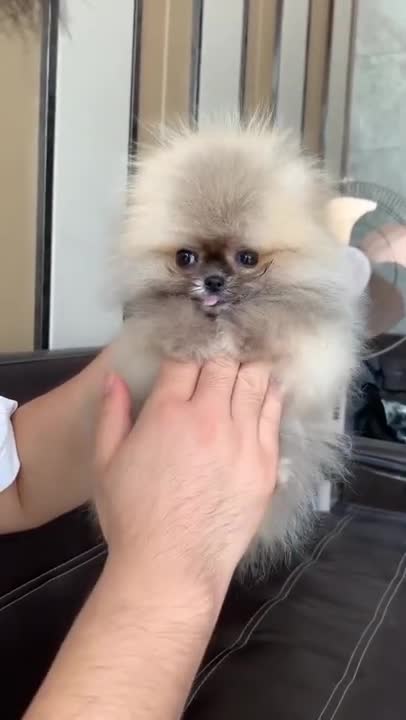 Mom Cat playing and talking to her Cute Meowing baby Kittens