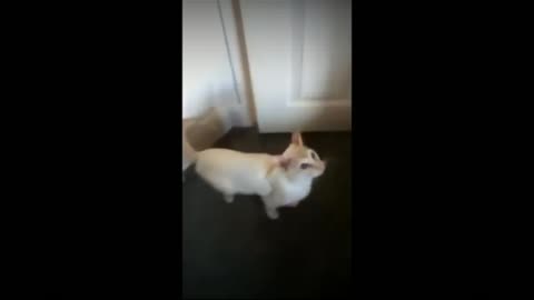 Funny Cats And cute Video ll #justcool ll