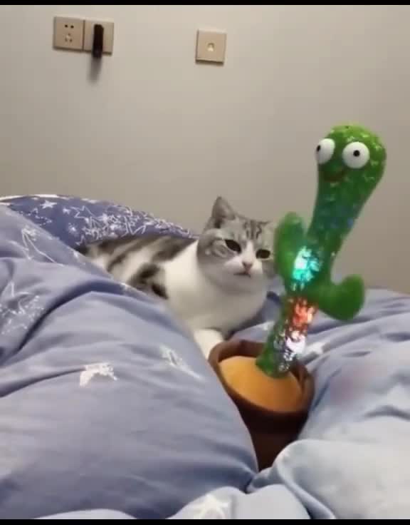 Cat mischievous behaviour to listen music