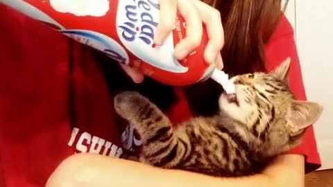 Hermoso gatito adora comer crema batida