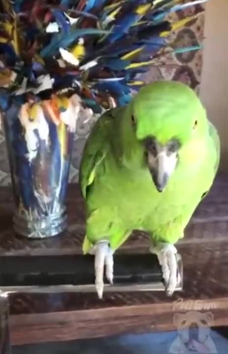 The parrot is talking to you, what will you say?