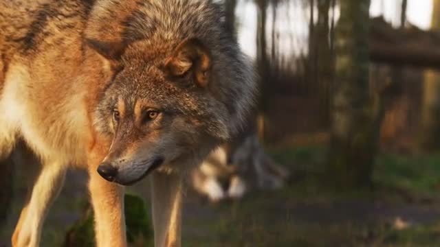 Walf animal mammal nature beauty video