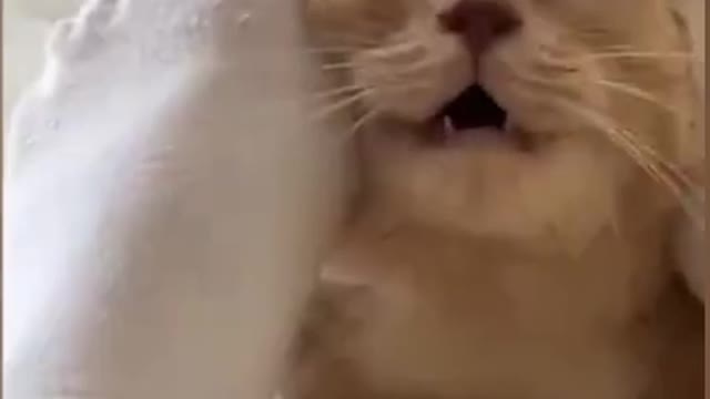 Funniest Animals - Best Of The 2021 Funny Animal Videos #3