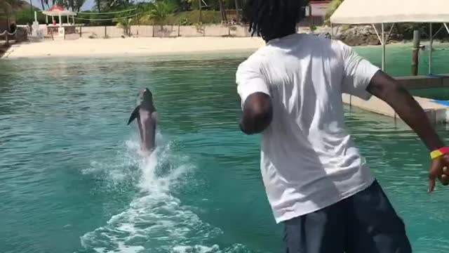 Dolphin Catches Football Pass Perfectly in the Bahamas