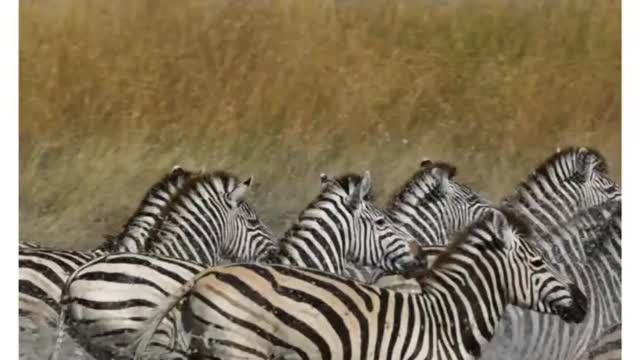 Animal video zebra