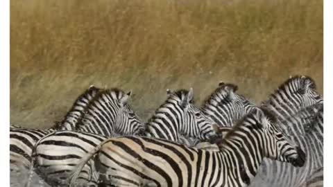 Animal video zebra