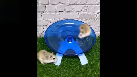 cutest pets for laughter