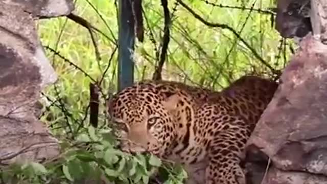 Pretty leopard tangled in barbed wire is so lucky these people just showed up