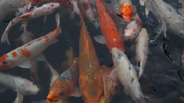 Asian carp