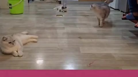 Funny cat video cat 20 second