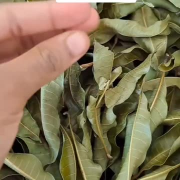 Before You Throw Away Mango Leaves, Watch This
