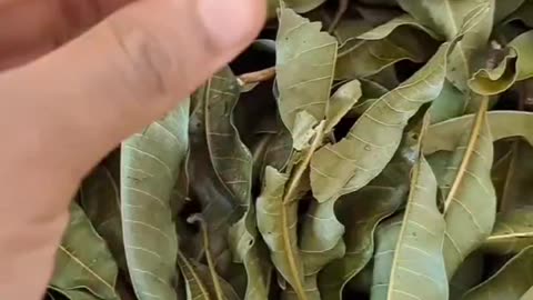 Before You Throw Away Mango Leaves, Watch This