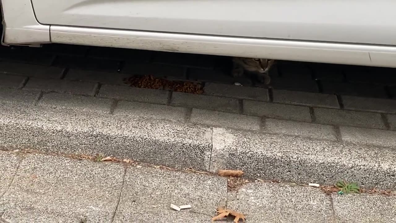 Poor hungry black Kitten living on the street. I gave him food 😥