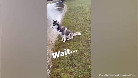 Husky funny moments