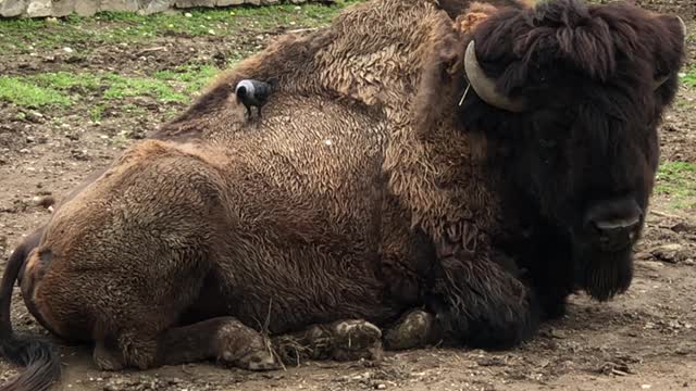 Bird Nabs Bison Fur for Nest