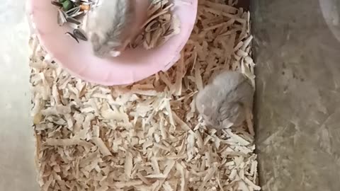 Happy funny animals