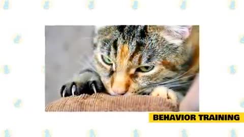 Basic Cat Training Tips