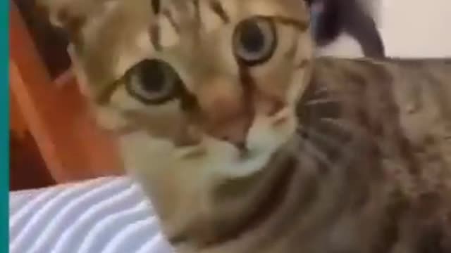 Cats and dogs fighting very funny Try not to laugh __#shorts