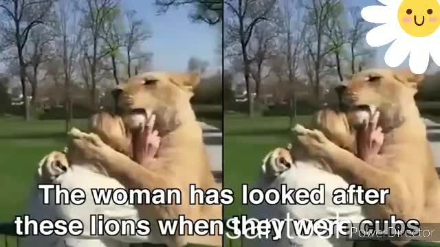 Lion playing with trainer.Lion's Happiness to see his master.