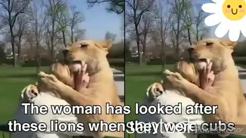 Lion playing with trainer.Lion's Happiness to see his master.
