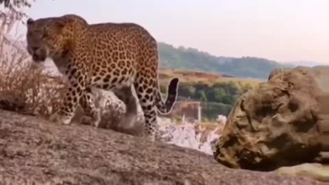 Cute animal behavior makes you happy