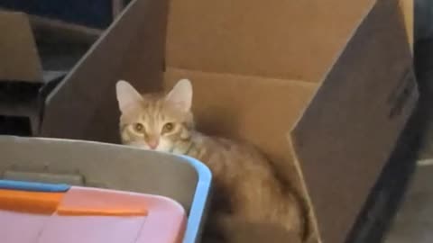 Cat Playing In Cardboard Box