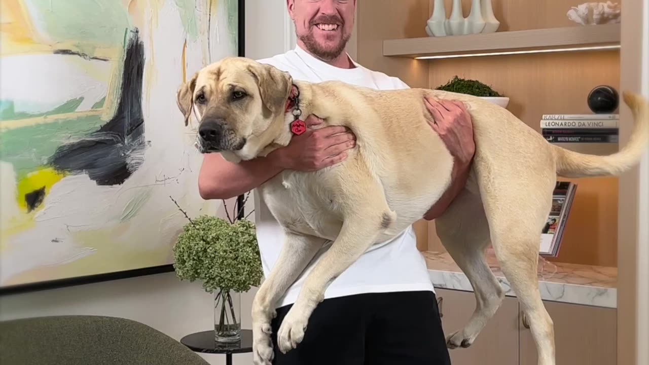 Holding Bigger And Bigger Dogs