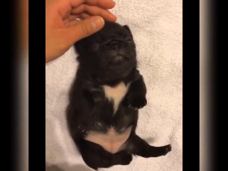 Small fluffy balls of joy don't let her mother clean the floor ❤️❤️❤️